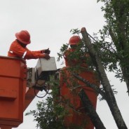 PSQN106 solicita poda de árvores ao Departamento de Parques e Jardins